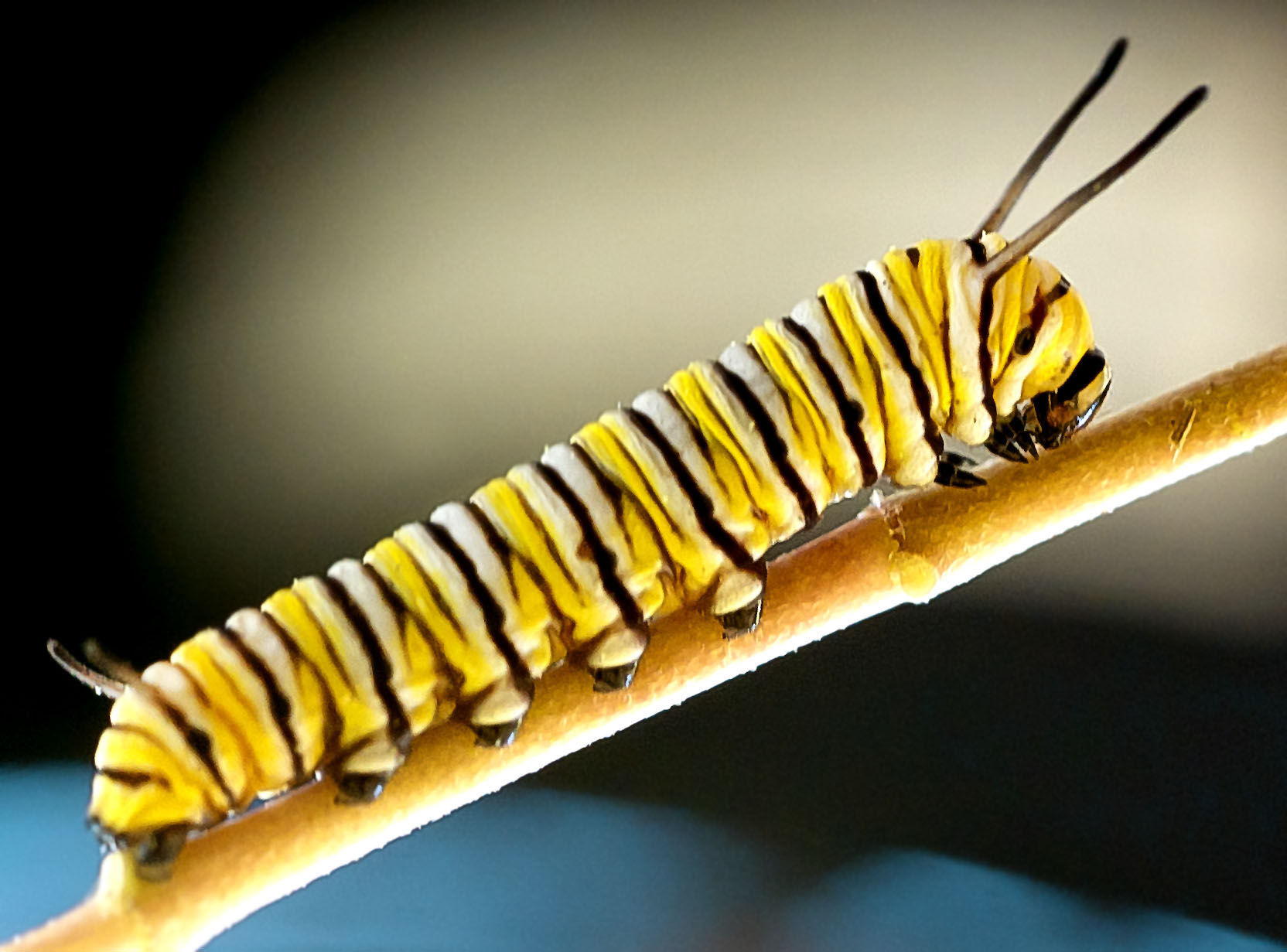 Monarch 6.jpg